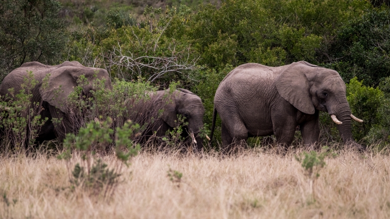 2 Hour Game Drive image 3