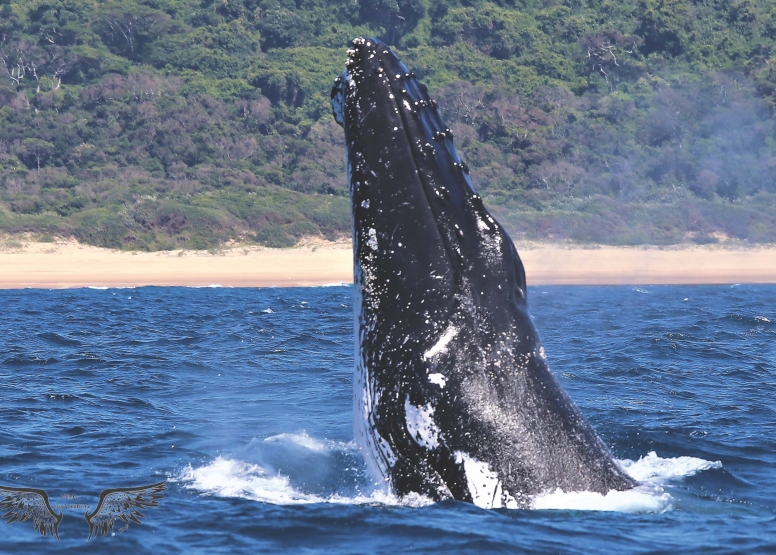 Whale & Dolphin Watching image 1