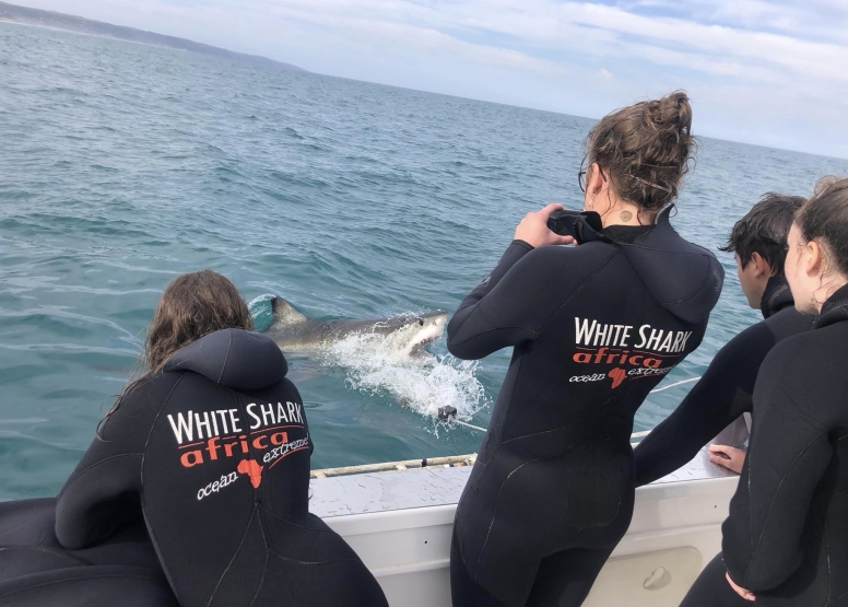 Shark Cage Diving Mossel Bay image 8