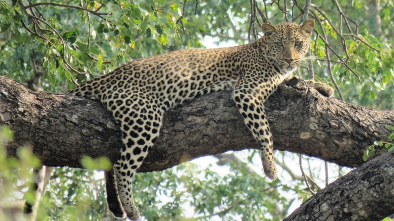 6 hr Kruger Game Drive image 1