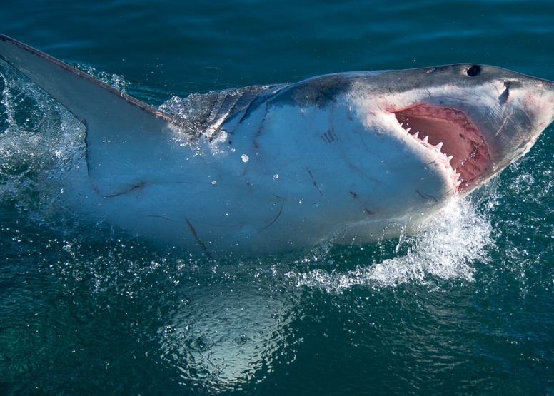 Shark Cage Diving in Gansbaai image 8