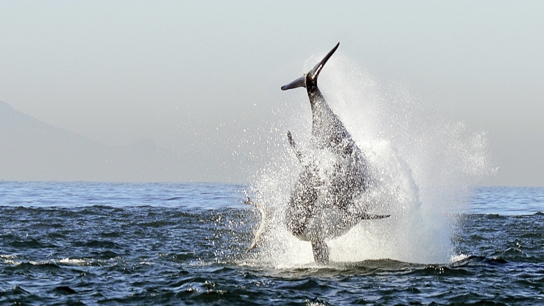 Cape Town Whale Watching Trip image 14