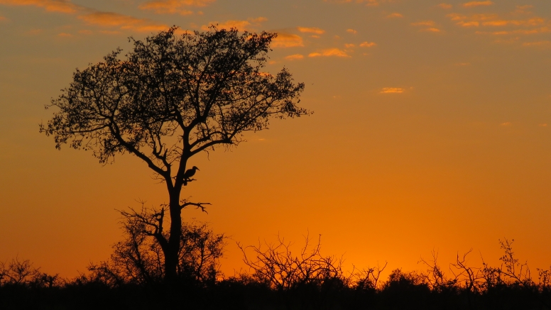 10 hr Kruger Game Drive image 3