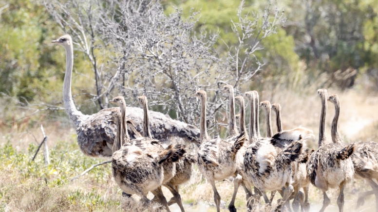 Safari & San Heritage Daytrip from Cape Town image 2