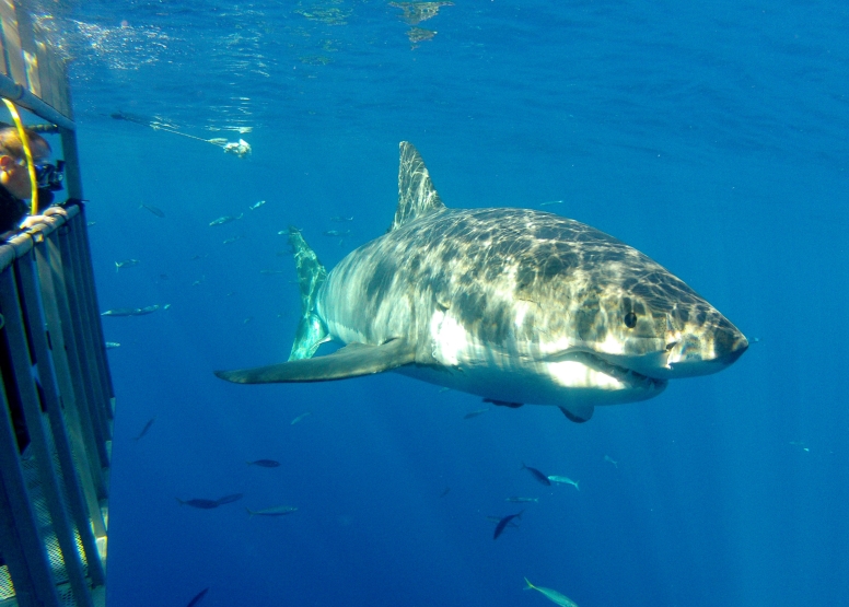 Shark Cage Diving Cape Town image 1