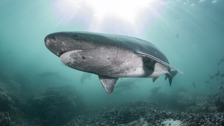 Shark Cage Diving Cape Town image 6