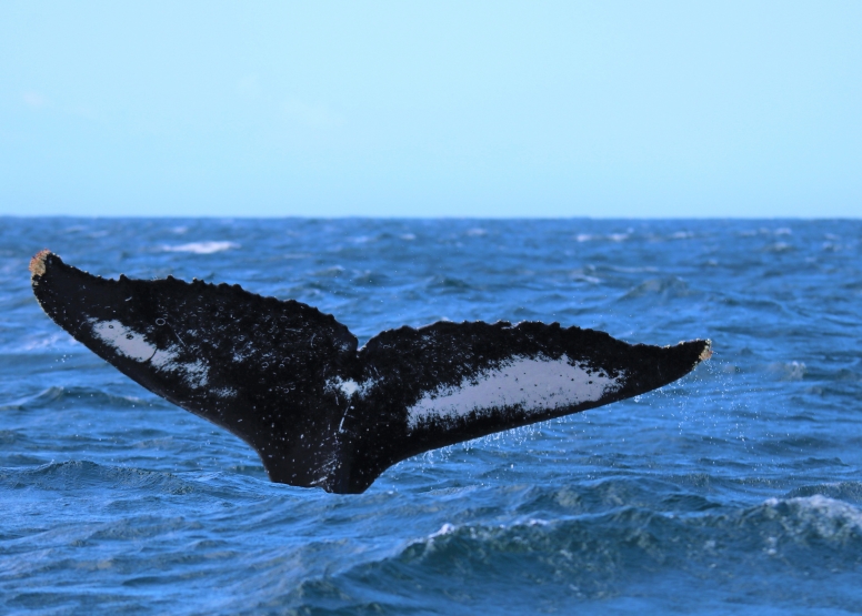 Whale & Dolphin Watching image 7