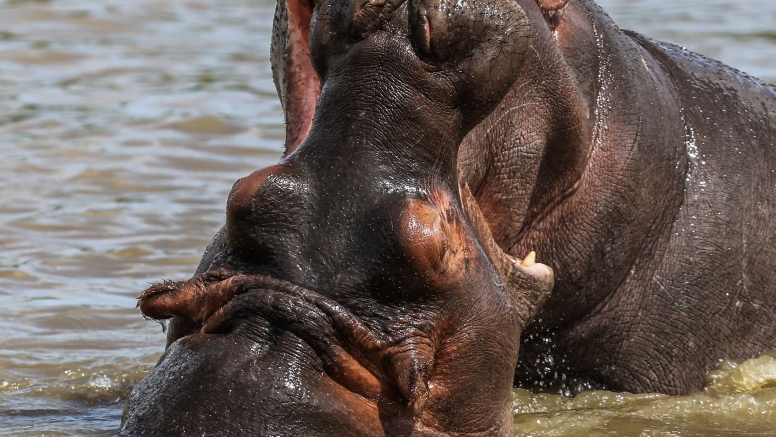 Hippo & Croc Boat Cruise image 8