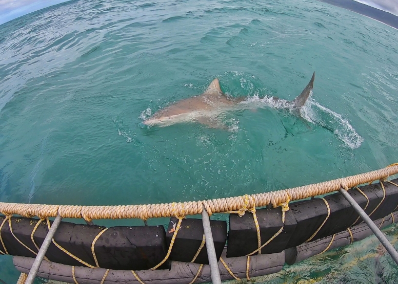 Gansbaai Shark Cage Diving Tour image 12