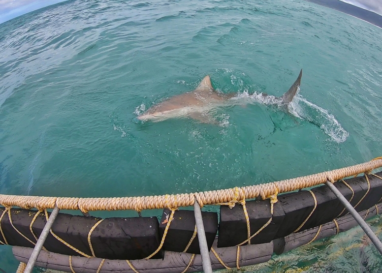 Gansbaai Shark Cage Diving Tour image 12