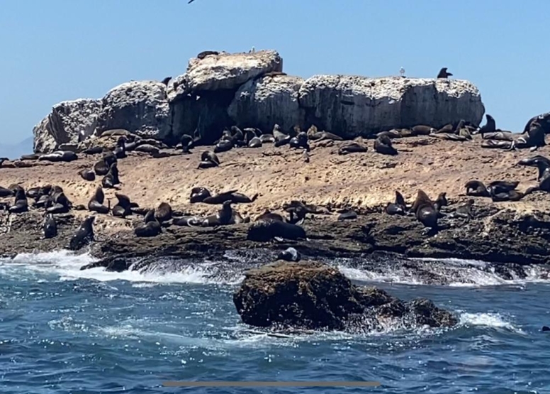Seal Island Family Boat Trip image 1