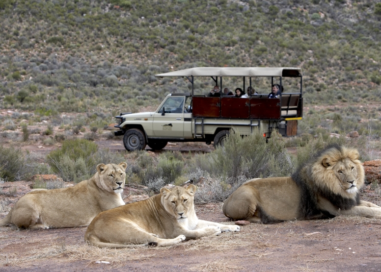 Early Morning Safari image 6