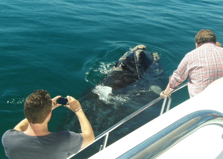 Hermanus Whale Watching with Southern Right Charters image 5