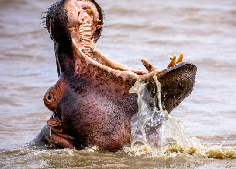 Hippo & Croc Boat Cruise image 6