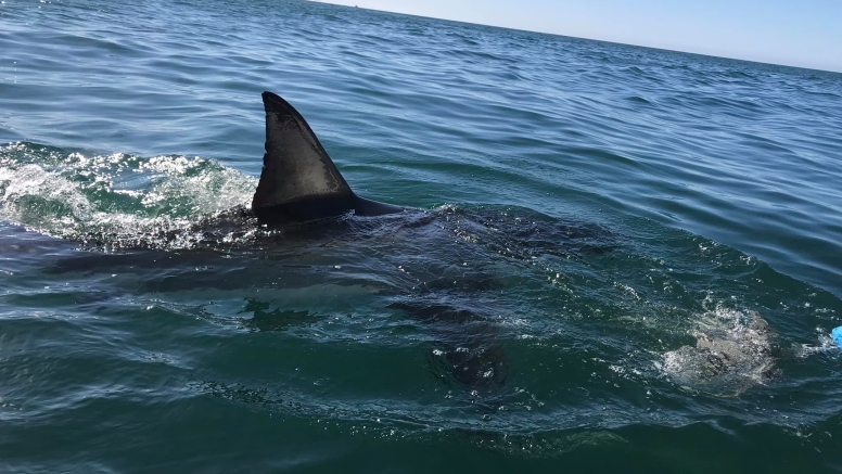 Shark Cage Diving Mossel Bay image 5