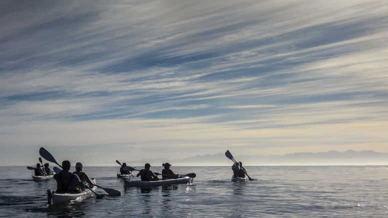 Penguin Kayak Trip image 4