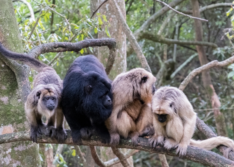 Monkeyland, Birds of Eden & Jukani image 4