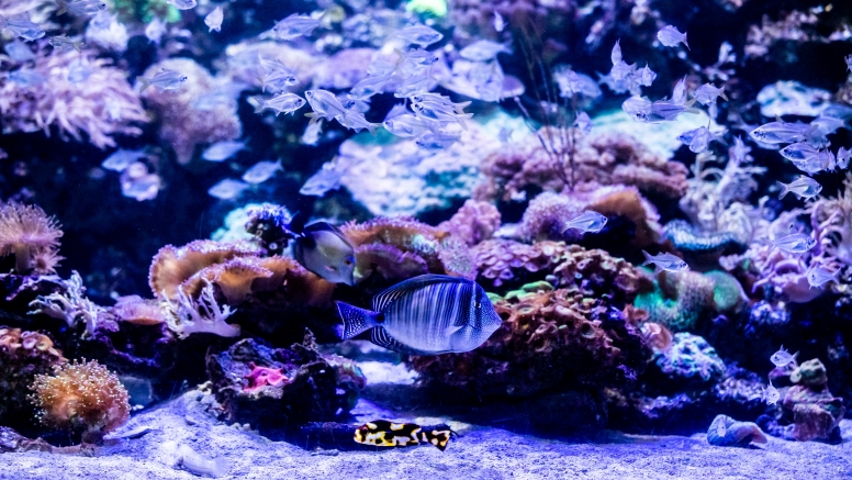 Two Oceans Aquarium Day Visit image 7