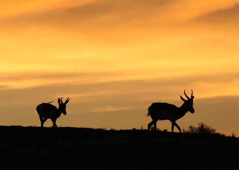 GAME DRIVE SUNRISE / SUNDOWNER image 10