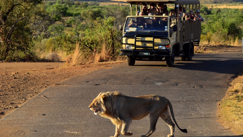 Private Game Drive Sun City - 25 Seater image 2