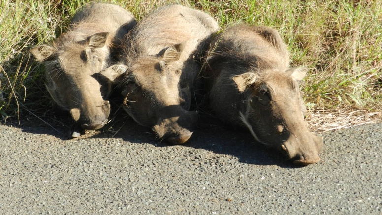 iSimangaliso Wetland Park Full day Family Safari image 5