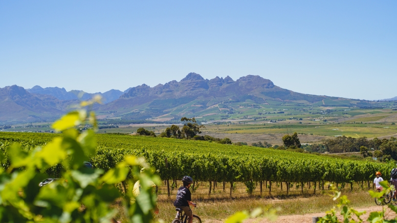 Stellenbosch Family Tour image 1
