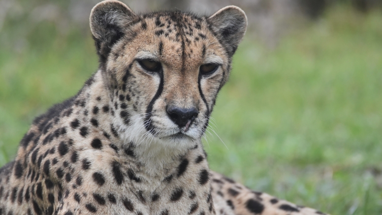 Wild Cat Experience image 2