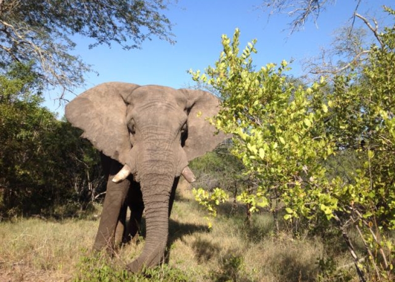 Elephant Tour image 1