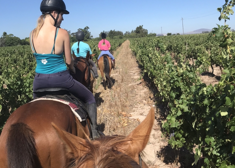 FULL DAY HORSEBACK WINE TOUR image 4