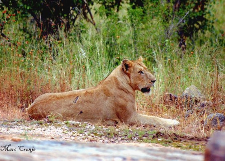 Lion King Tour image 9