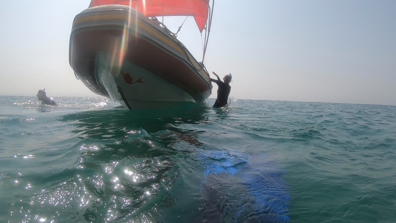 Seal Swimming image 10