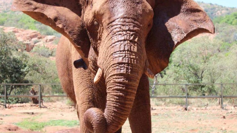 Elephant Interaction and Monkey Sanctuary Tour image 1