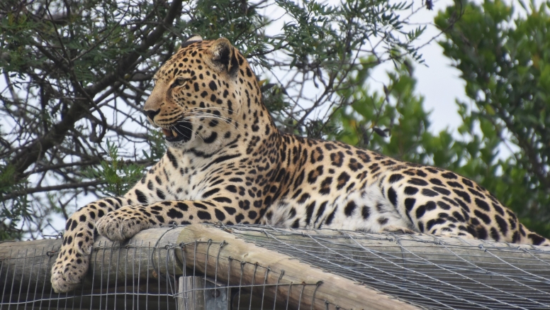 Wild Cat Experience image 4