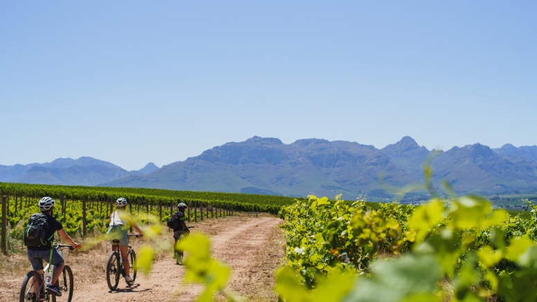 Stellenbosch Vineyard Meander image 2