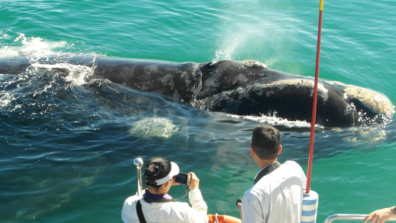 Hermanus Whale Watching with Southern Right Charters image 4