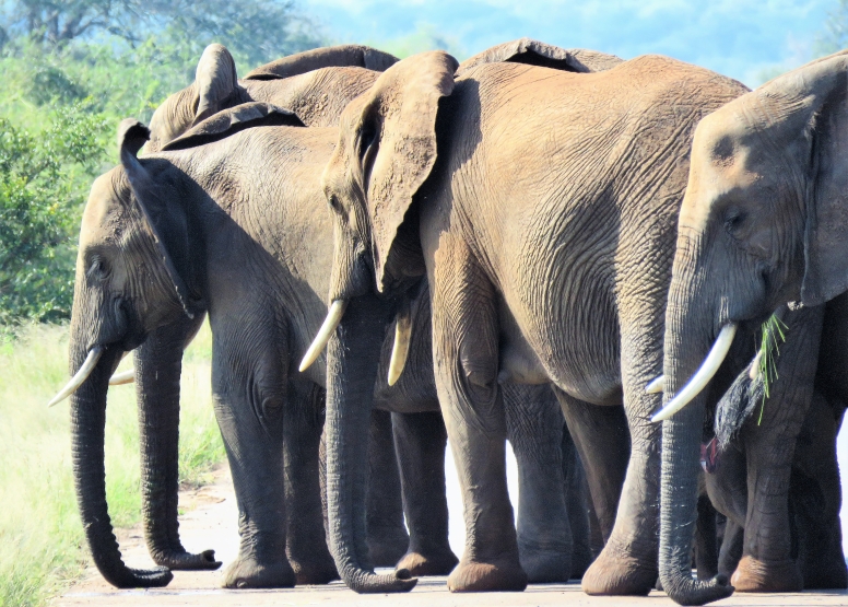 6 hr Kruger Game Drive image 4