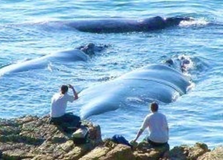 1 Day Sightseeing Tour Hermanus image 7