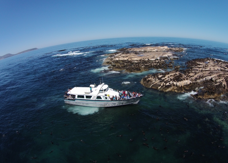 1 Hour Special Boat Trip in Hout Bay image 1