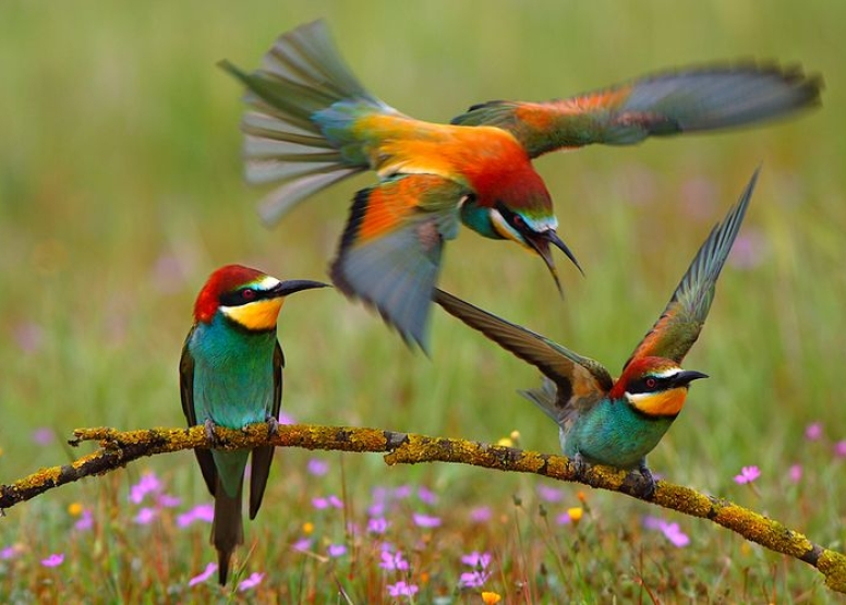 Mkuze River Bird Walk image 1