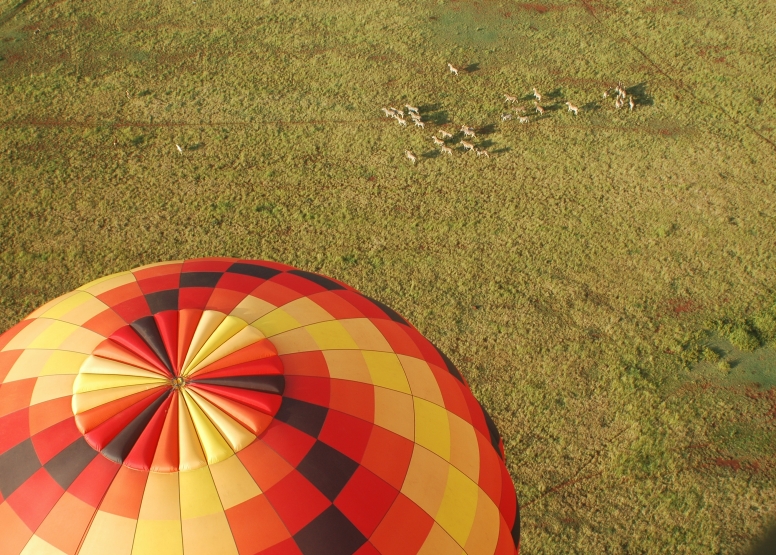 Safari Flight image 14