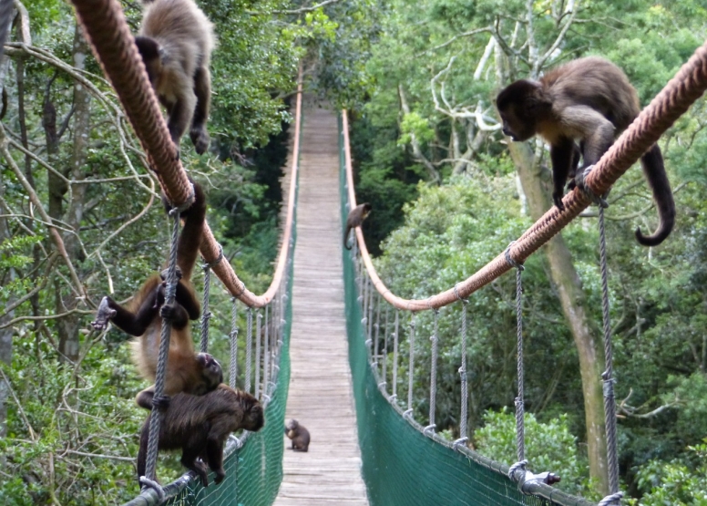 Monkeyland image 8