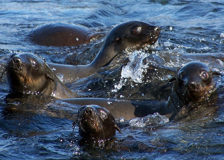 Seal Island Cruise image 11