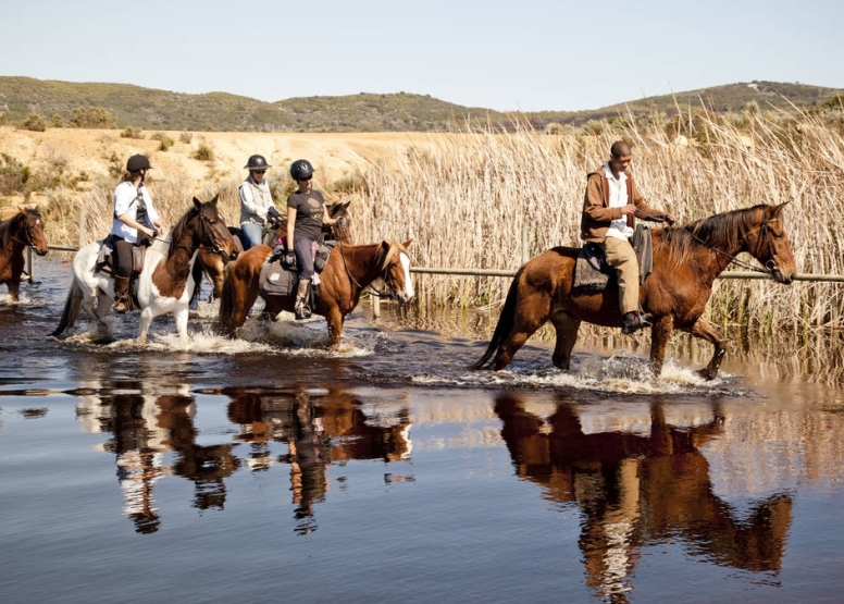 Beach Horse Ride - Stanford image 2