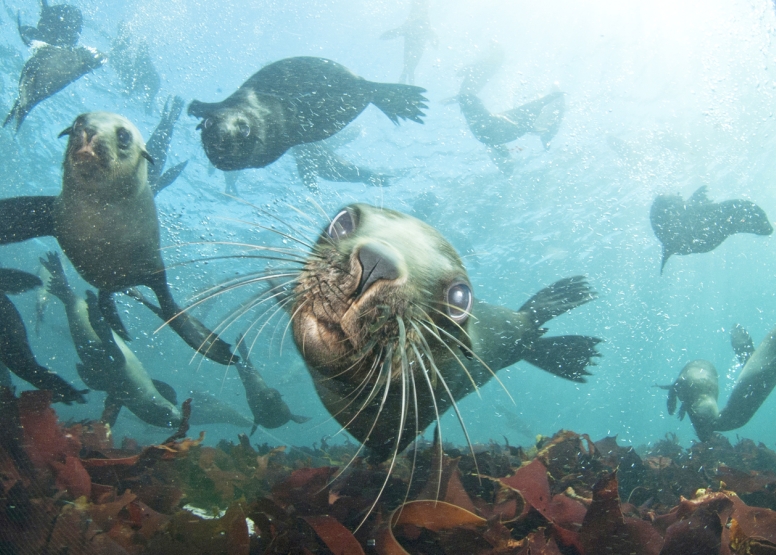 Swim with Seals image 1