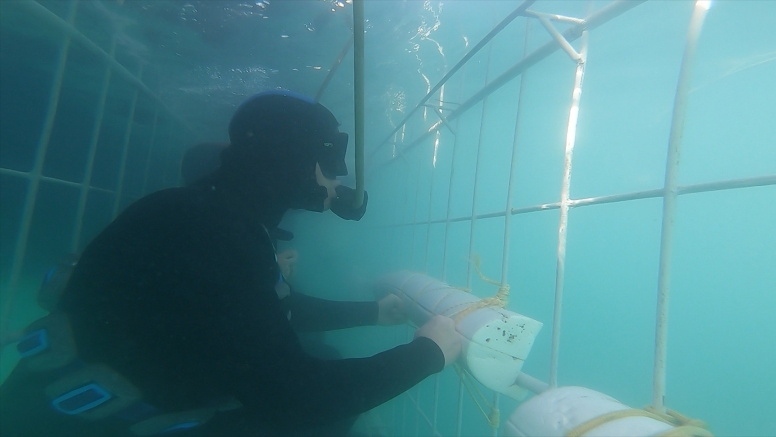 Shark Cage Diving in Gansbaai with White Shark Diving Company image 6