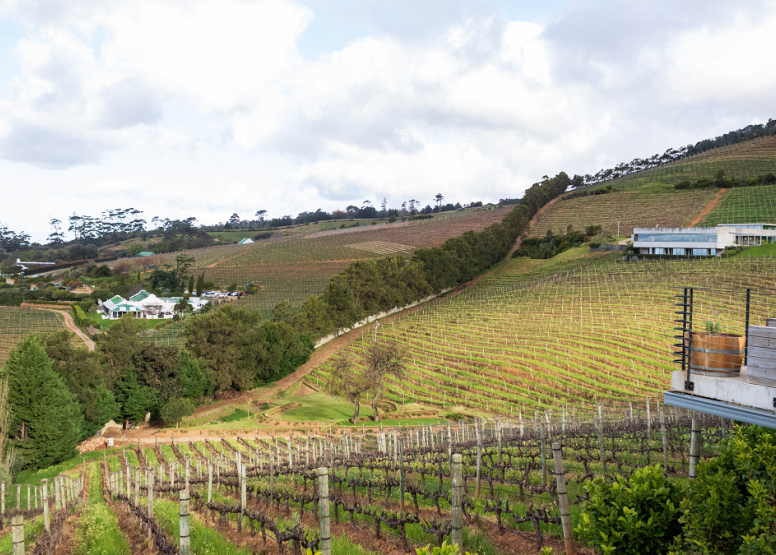 Full Day City & Winelands image 7