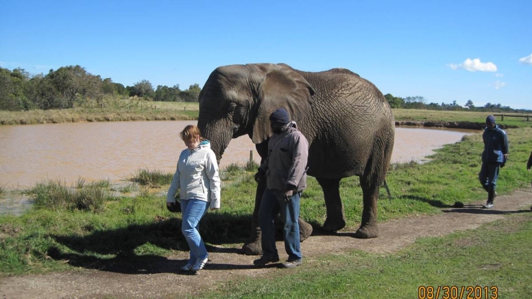 Trunk-in-Hand Elephant Tour image 4