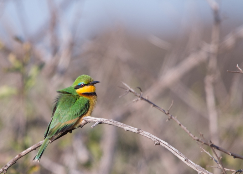 Manyoni Birding Safari (3-4 hrs) image 1