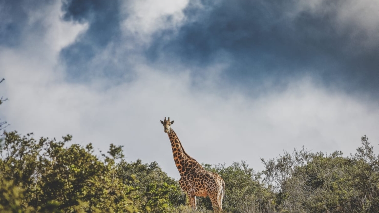 Giraffe Walk image 7