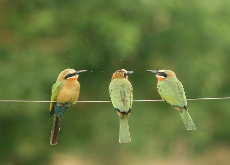 Mkuze River Bird Walk image 3